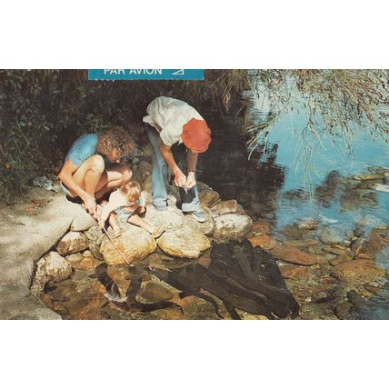 Feeding Eels Takaka Nelson New Zealand Postcard