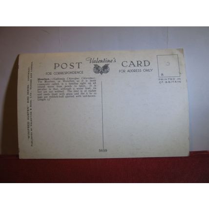 MOORHEN by Winifred Austen unused postcard by Valentine bird series #