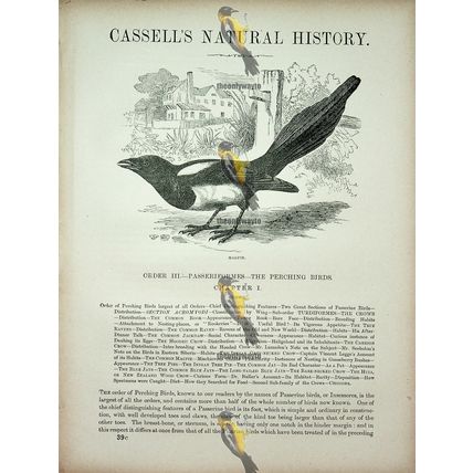 Magpie (Rook Head On Reverse), Natural History Book Illustration, 1896