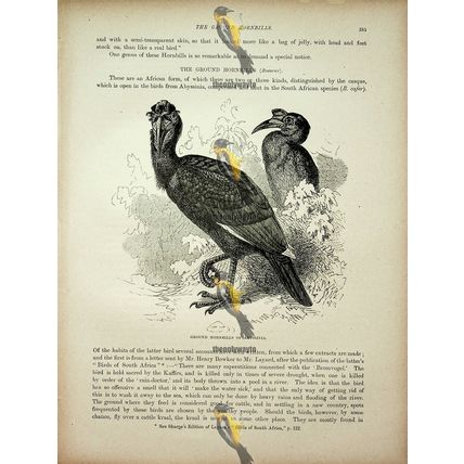Ground Hornbills, Natural History Book Illustration, 1896