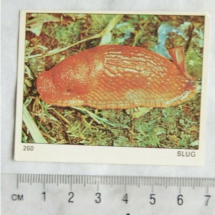 Panini Animals of the World card No. 260 Slug