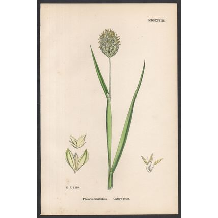 CANARY-GRASS 1872 John Edward Sowerby PLANT PRINT