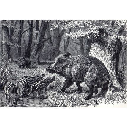 A FAMILY OF EUROPEAN WILD SWINE 1894 Boar VICTORIAN ENGRAVING