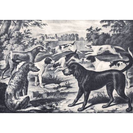 GROUP OF HOUNDS 1890 Deerhound - Harrier - Bloodhound VICTORIAN ENGRAVING