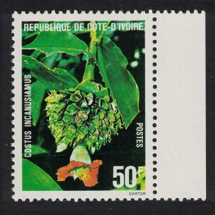 Ivory Coast Flower 'Costus incanusiamus' Margin 1980 MNH SG#624