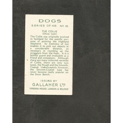 Cigarette Card Gallaher Dogs A series 1936 # 16 The Collie