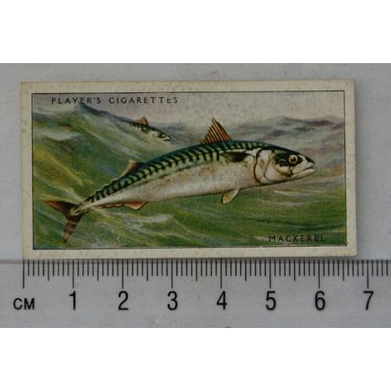 1935 Players Sea Fishes No. 32 Mackerel