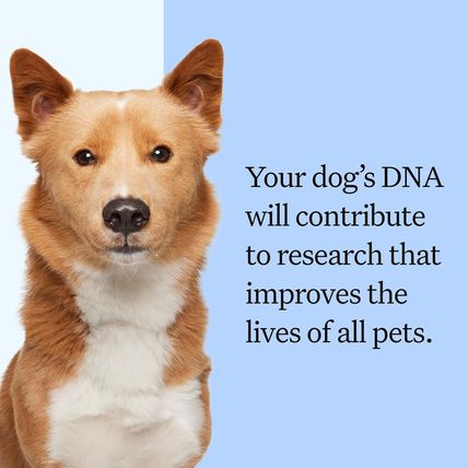 Wisdom Panel Breed Discovery Dog DNA Kit: Most Accurate Dog Breed Identification