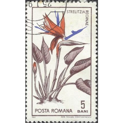 ROMANIA, FLOWER, Crane Flower, Strelitzia reginae, white 1965, 5bani, #2