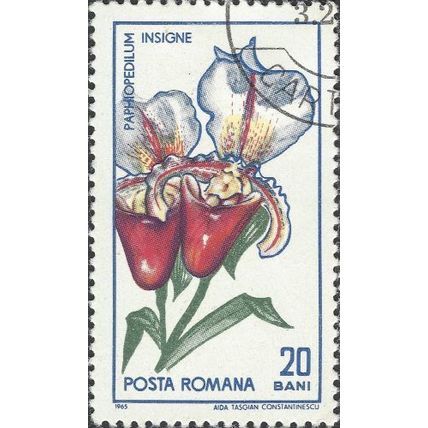 ROMANIA, FLOWER, Venus Slipper, Paphiopendilum hybrid, white 1965, 20bani