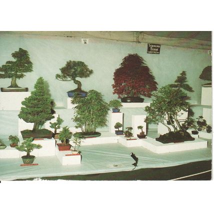Chelsea Flower Show Postcard - Bonsai From Tokonoma Bonsai Ltd.