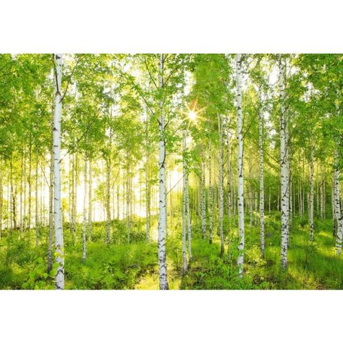 368x254cm Giant wallpaper mural wall decor green FOREST NATIONAL GEOGRAPHIC