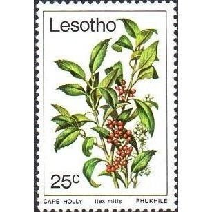 Lesotho QEII 1979 Trees 25c Cape Holly Mounted Mint MM SG 370 postage stamp