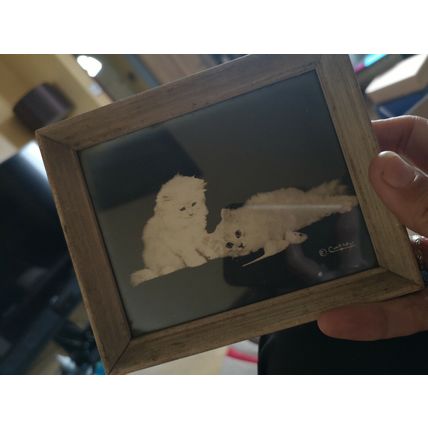 Bradley Currey Cat Photo
