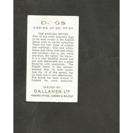 Cigarette Card Gallaher Dogs A series 1936 #34 The English Setter