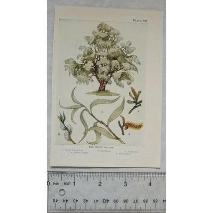 Vintage illustration: The White Willow, Plate XV