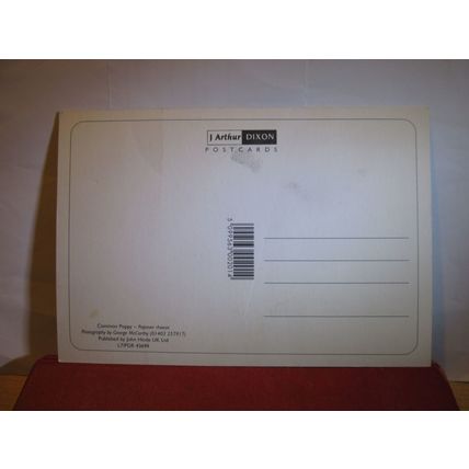 the COMMON POPPY flower unused large postcard photo be George McCarthy =