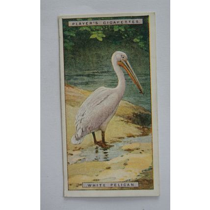 1924 Players Natural History card No. 36 White Pelican