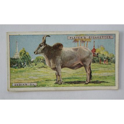1924 Players Natural History card No. 34 Indian Ox Zebu