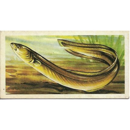 Freshwater Fish 1960 Brooke Bond Tea Card 39 - Yellow Eel