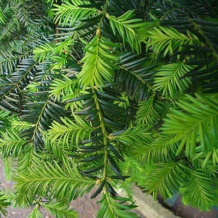 10 YEW TAXUS BACCATA TREE SAPLINGS 10-20CM - BARE ROOTED DUG TO ORDER WOODLAND