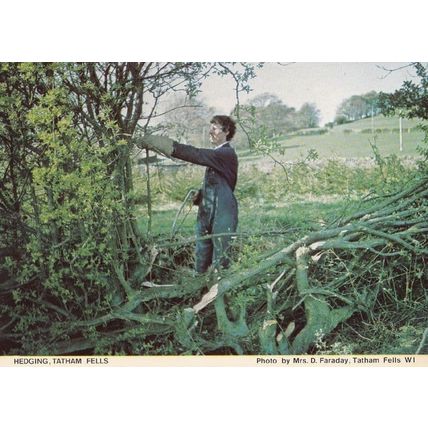 Hedging Tatham Fells Village Lancashire Vintage Postcard