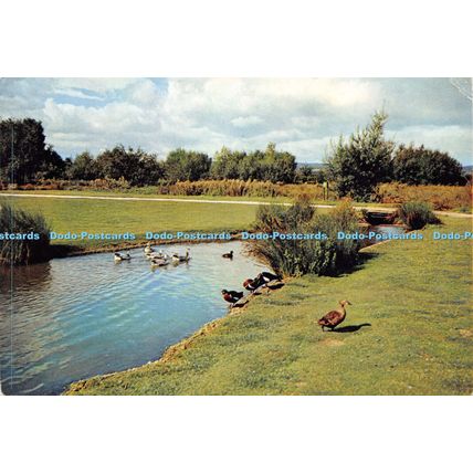 D025844 The Wildfowl Trust. Slimbridge. Gloucestershire. Dixon. 1962