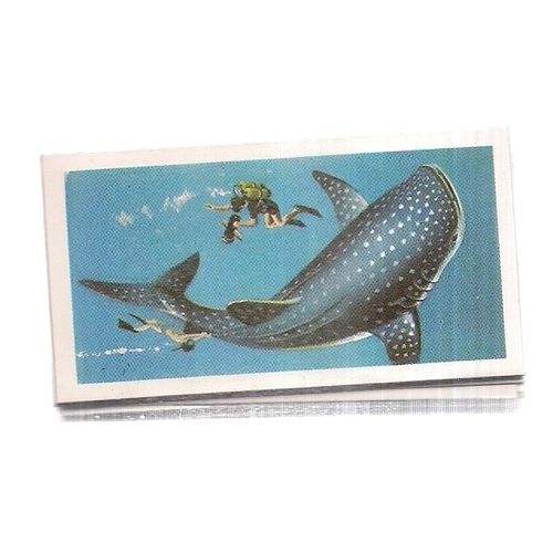 THE SEA-OUR OTHER WORLD.. Brooke Bond Tea Cards part set of 39 loose cards vgc =