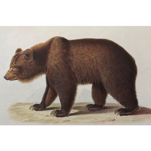 Brown Bear Antique Werner Print Engraving Vintage Poster Animal Art Decor Frame