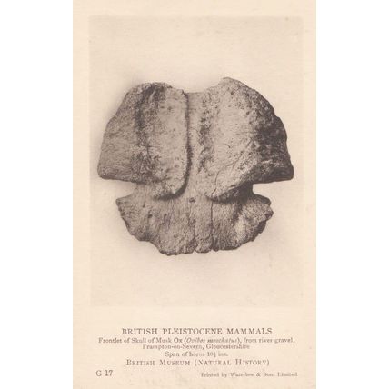 Skull Of Musk OX found in Frampton Gloucester London History Museum Old Postcard