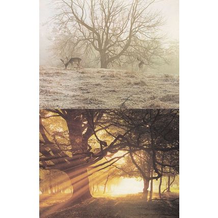 New Forest Sunbreak & Sunset Award Hampshire Photo Postcard s