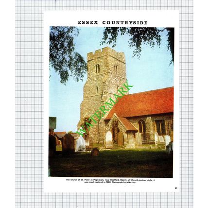 Church of St Peter Paglesham Essex - 1971 Cutting / Print