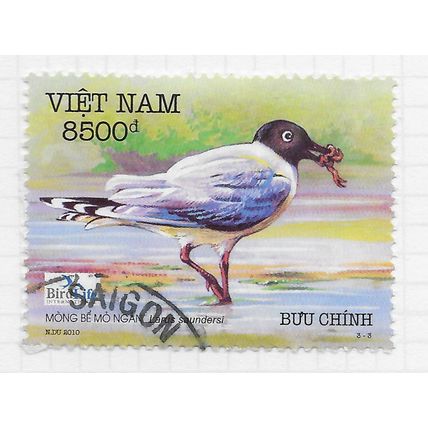 VIETNAM 2010 WATER SEA BIRD SAUNDERS TERN GULL USED