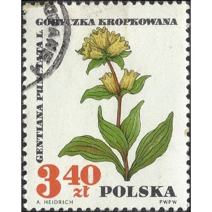 POLAND, FLOWER, Gentiana puncttata, white 1967, 3.40Zl