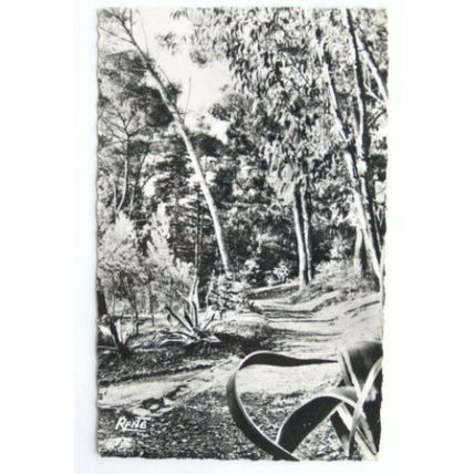 1954 postcard Hyères les Palmiers