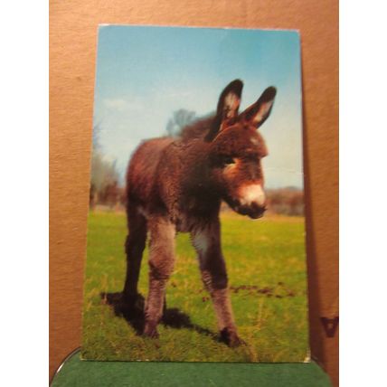 YOUNG DONKEY. used postcard 1970 pm =