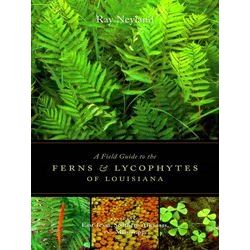 A Field Guide To The Ferns And Lycophytes Of Louisiana