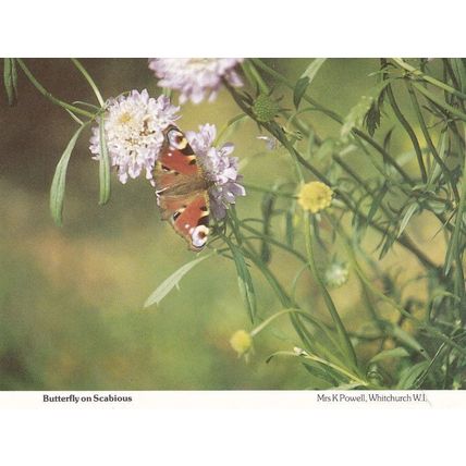Butterfly on Scabious Flower Whitchurch Hampshire Postcard