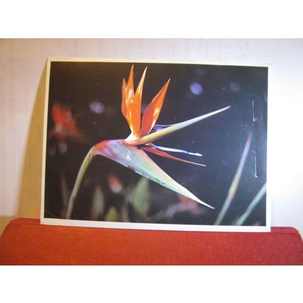 CRANE FLOWER OF SOUTH AFRICA used postcard 1982 postmark =