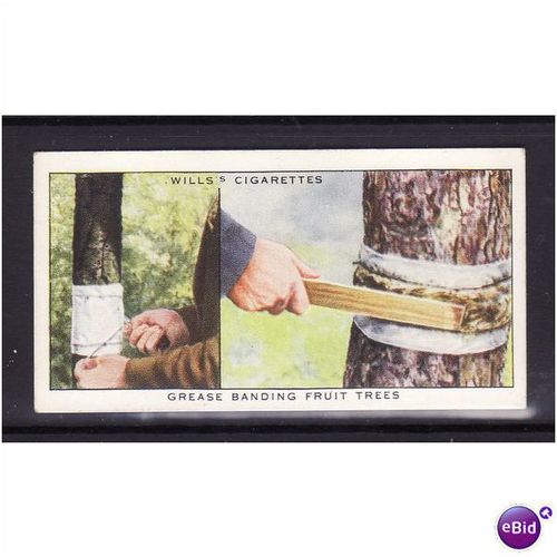 WILLS - 1938 GARDEN HINTS No 37 Grease Banding Fruit Trees Mint