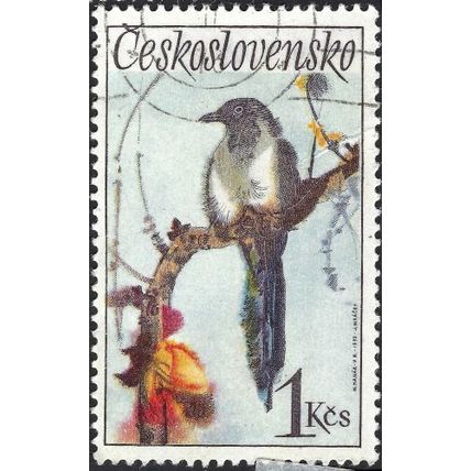 CZECHOSLOVAKIA, BIRD, Eurasian Magpie, Pica pica, light blue 1972, 1Kcs