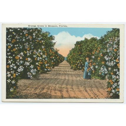 Standard size printed postcard of a Orange Grove Florida USA