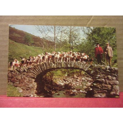 CONISTON FOXHOUNDS, AMBLESIDE, CUMBRIA unused postcard RP by Sanderson & Dixon =