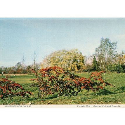 Harpendon Golf Course Hertfordshire Golfing Postcard