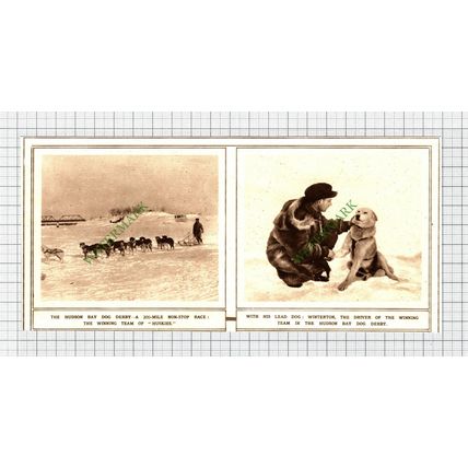 Hudson Bay Dog Derby Winterton Husky - c.1920 Cutting