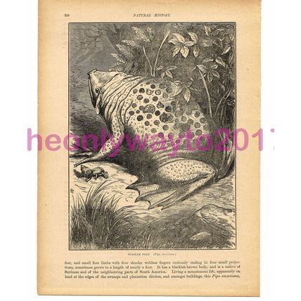Surinam Toad, Victorian Natural History Book Illustration, 1896