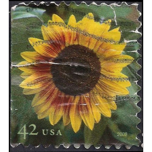 USA, FLOWERS, , Sunflower, green 2008, 42c