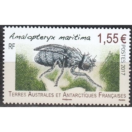 TAAF 2017 Insecte Amalopteryx maritima Neuf **