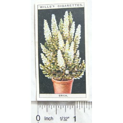 1925 Wills Flower Culture in Pots No. 22 Erica