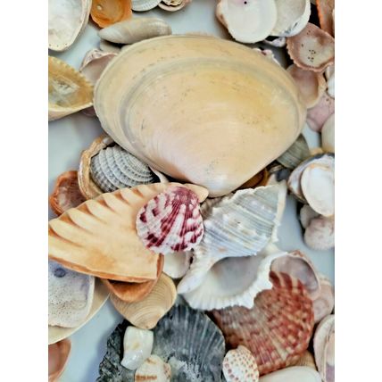Lot of Handpicked Sea Shells for Decoration or Crafts Almost 3lbs